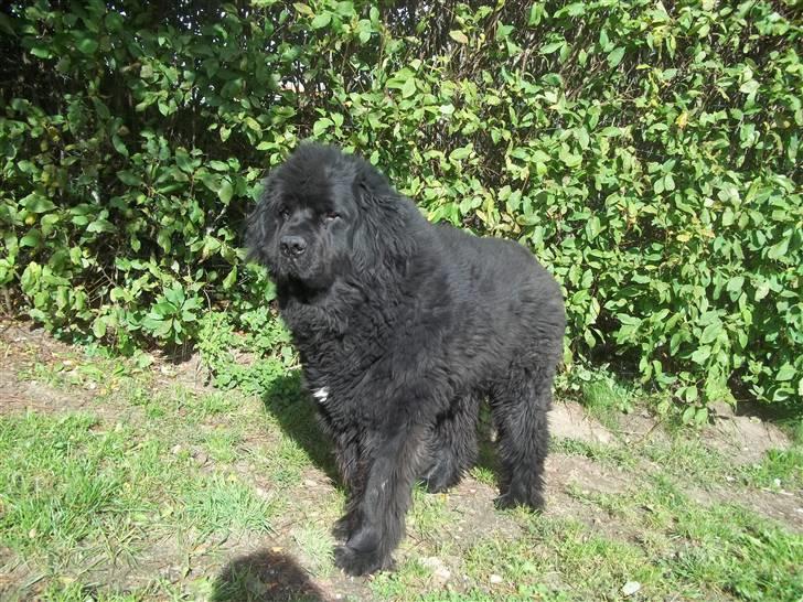 Newfoundlænder Buller (RIP): billede 18