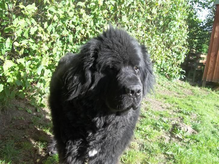 Newfoundlænder Buller (RIP): billede 19