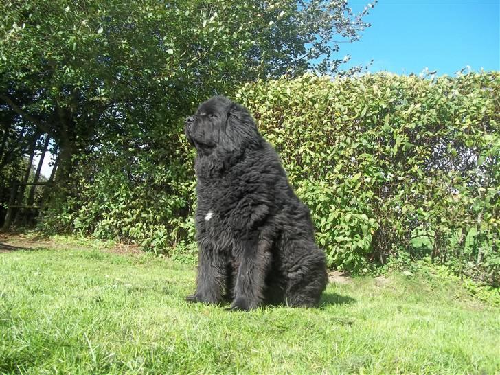 Newfoundlænder Buller (RIP): - er jeg ikk bare dejlig´! billede 20