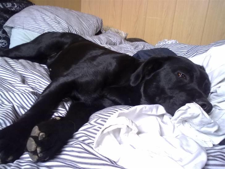 Labrador retriever Trunte billede 17