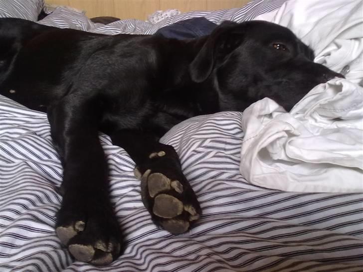 Labrador retriever Trunte billede 18