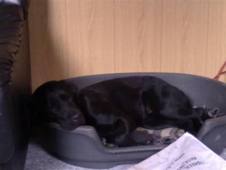 Labrador retriever Trunte billede 19