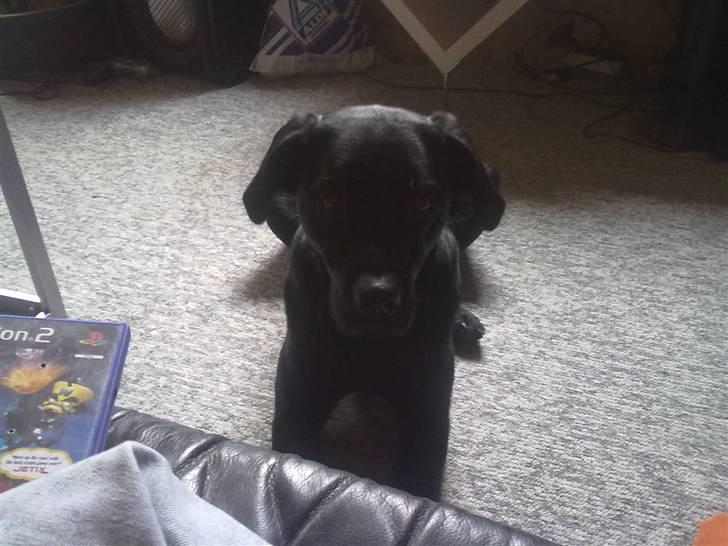 Labrador retriever Trunte billede 20