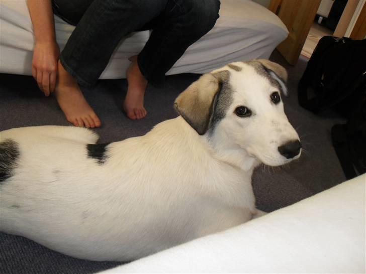 Blanding af racer kosmo(afleveret tilbage) billede 7