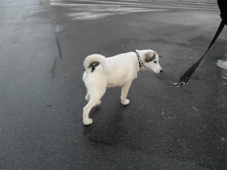 Blanding af racer kosmo(afleveret tilbage) - hej hej gi en bedømmelse så er i smadder søde billede 8