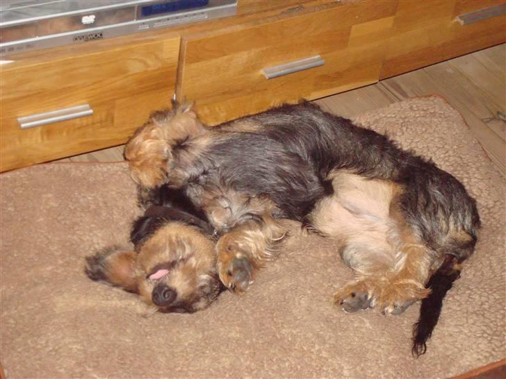 Gravhund Skovkrogen´s Adda billede 8