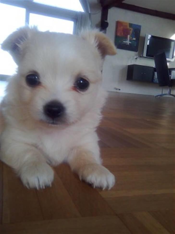 Blanding af racer Vega - Vega 5 uger billede 4