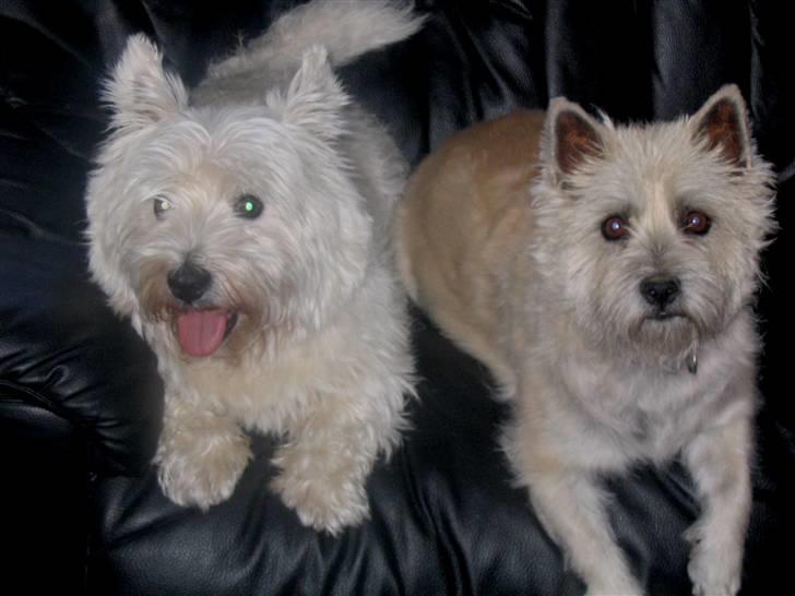 West highland white terrier Futte - Mig og min aller bedste veninde .. Råhygge i sofaen :)  billede 2