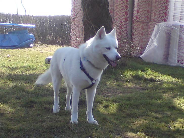 Blanding af racer Cato billede 12