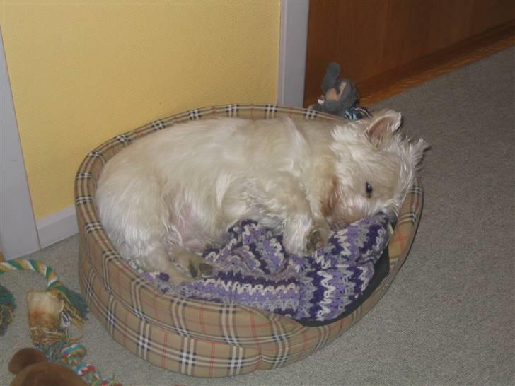 West highland white terrier Futte - Et af de sjældent øjeblikke hvor han ligger i hans hunde kurv  billede 4