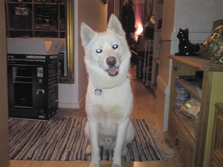 Blanding af racer Cato billede 13