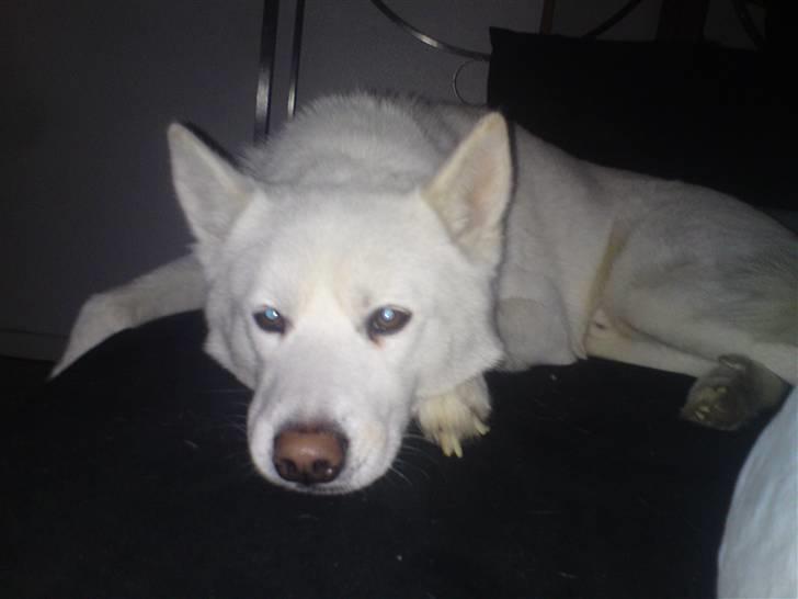 Blanding af racer Cato billede 14