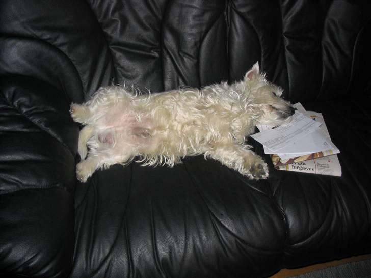 West highland white terrier Futte - Ja sådan kan man osse ligge og sove :) billede 5