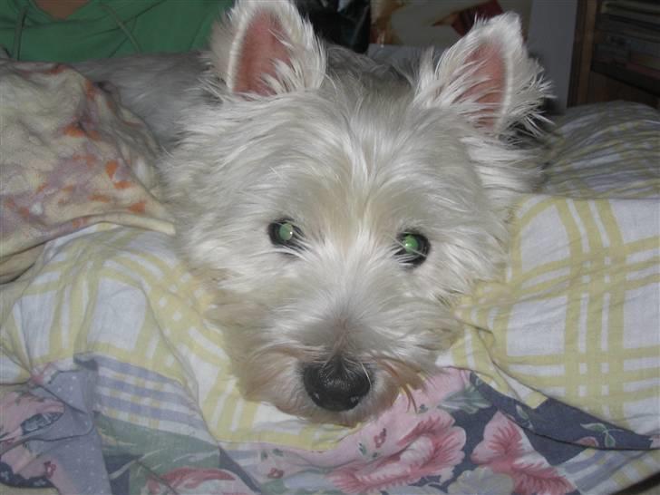 West highland white terrier Futte - Råhygge :) billede 6
