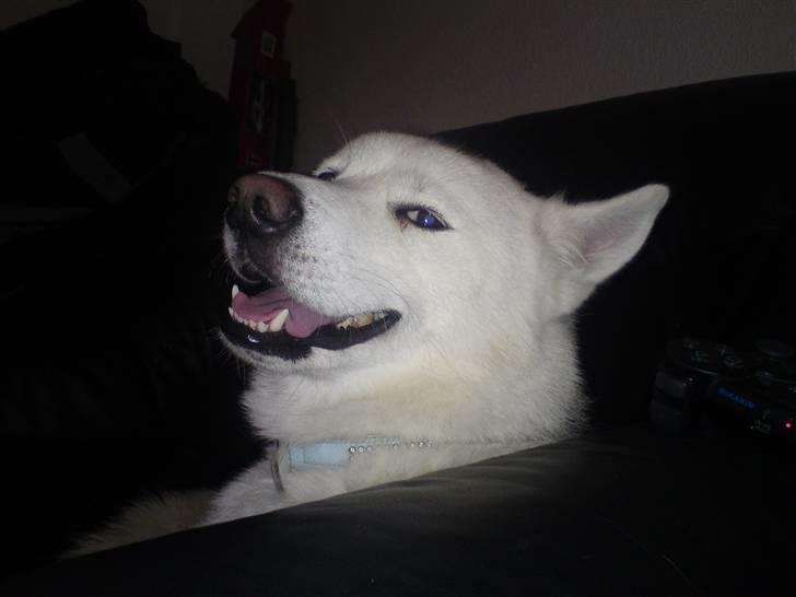 Blanding af racer Cato billede 1