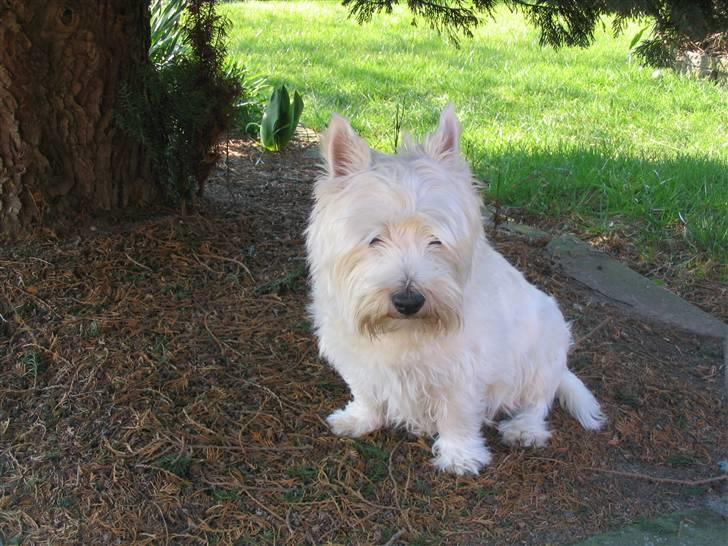 West highland white terrier Futte - Hygge i haven .. billede 7