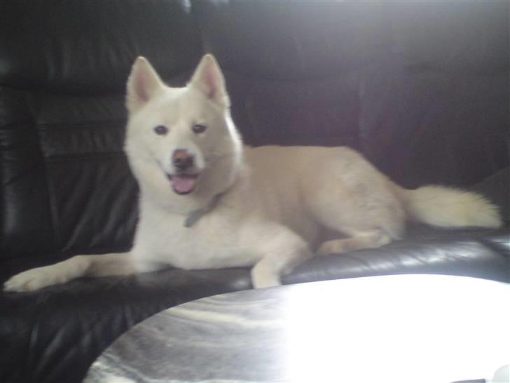 Blanding af racer Cato billede 15