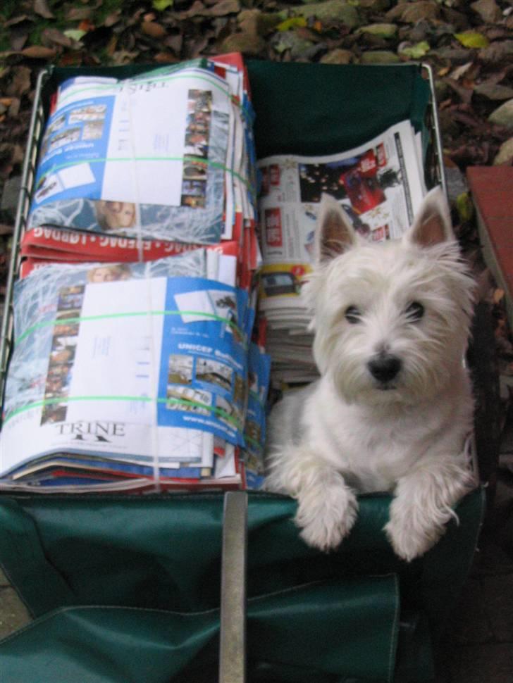 West highland white terrier Futte - En af de ting han har været udsat for .. En tur med ud og gå med reklamer .. billede 8