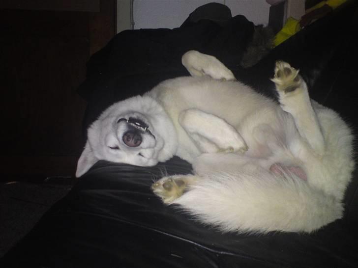 Blanding af racer Cato billede 16