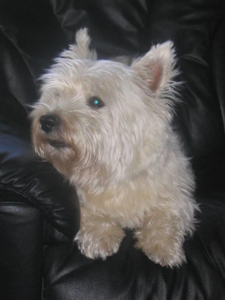 West highland white terrier Futte - Tak for denne gang håber i nød billederne .. Tager lige en slapper i sofaen :) billede 9