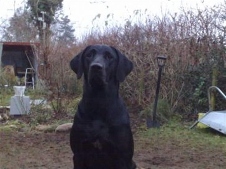 Blanding af racer Kudi - Stolt hund billede 16