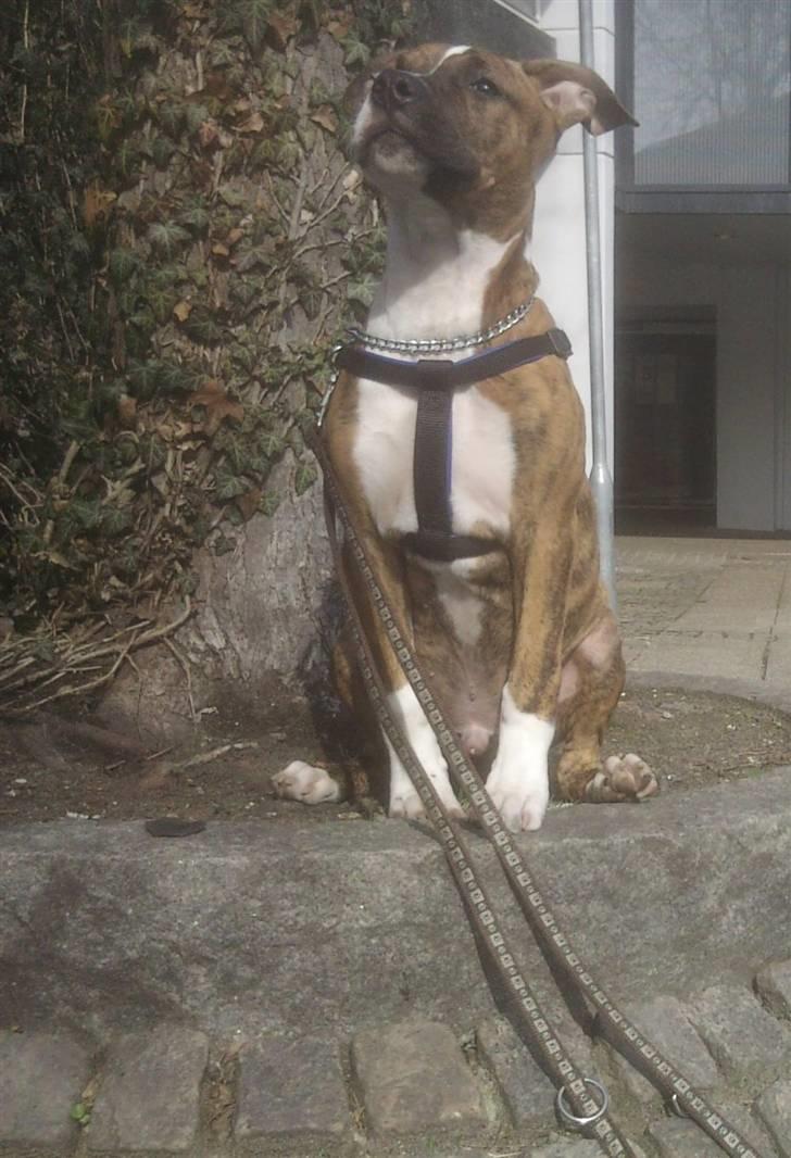 Amerikansk staffordshire terrier Tripper Himmelhund billede 7