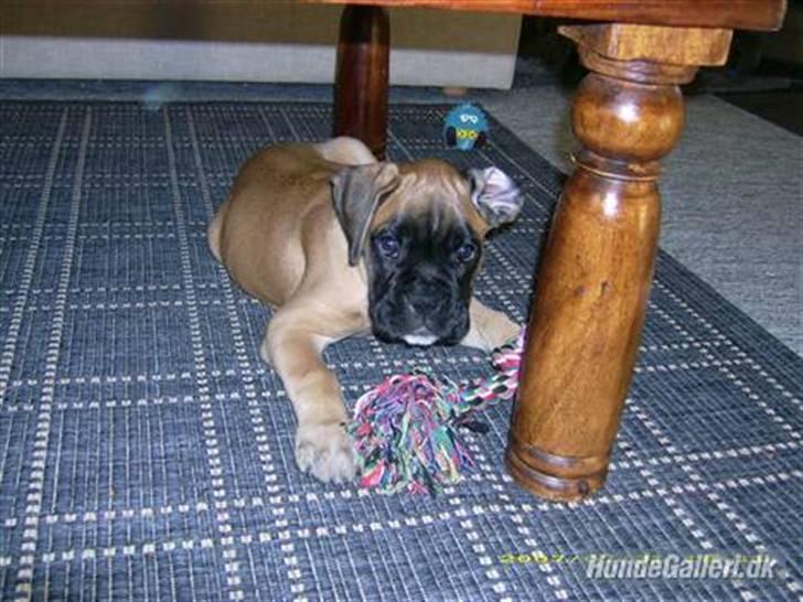 Boxer Kahlua billede 9