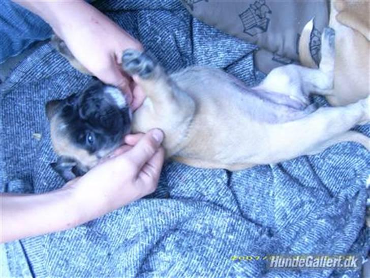 Boxer Kahlua billede 11