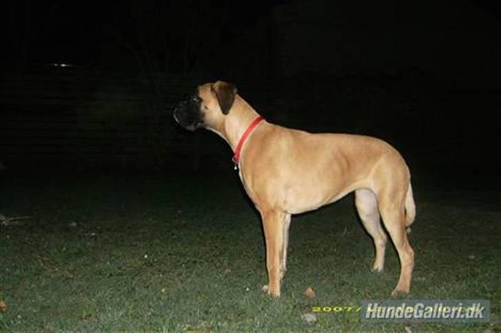 Boxer Kahlua billede 12