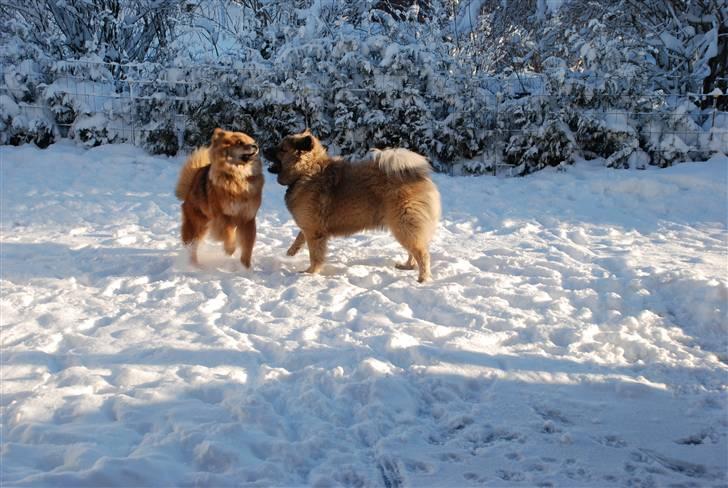 Eurasier Kærlundegård´s U-Akka - Akka og Nuka i sne marts 10 billede 13