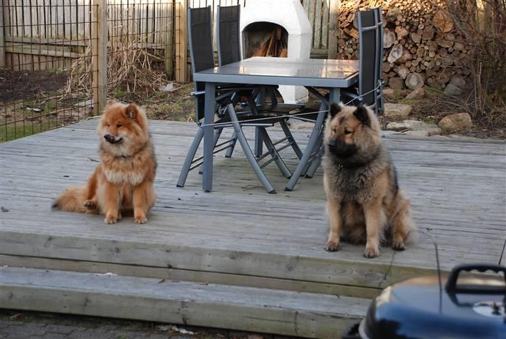 Eurasier Kærlundegård´s U-Akka - Akka og Nuka nyder fårårs solen sidst i marts billede 14
