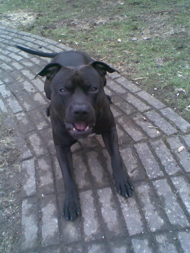 Amerikansk staffordshire terrier Briian =o) billede 19