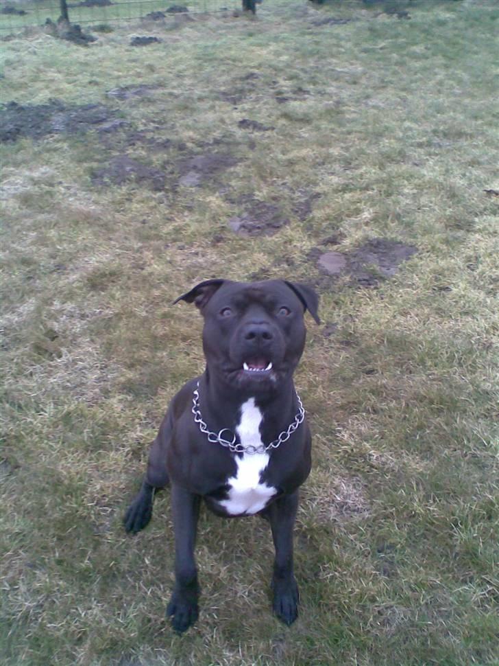 Amerikansk staffordshire terrier Briian =o) billede 20