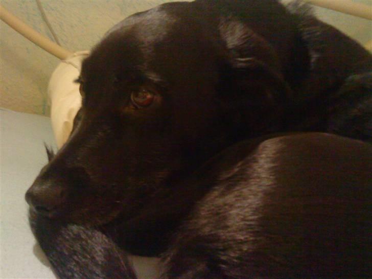 Blanding af racer Tazz billede 20