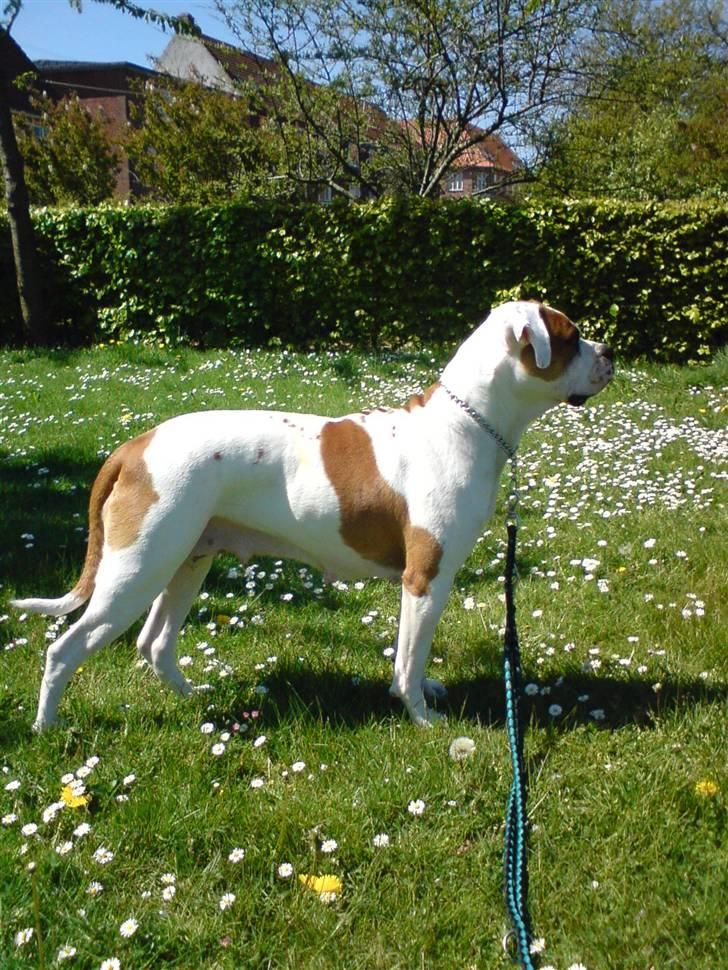 Amerikansk bulldog holmegaards Bull red hot nugga billede 12