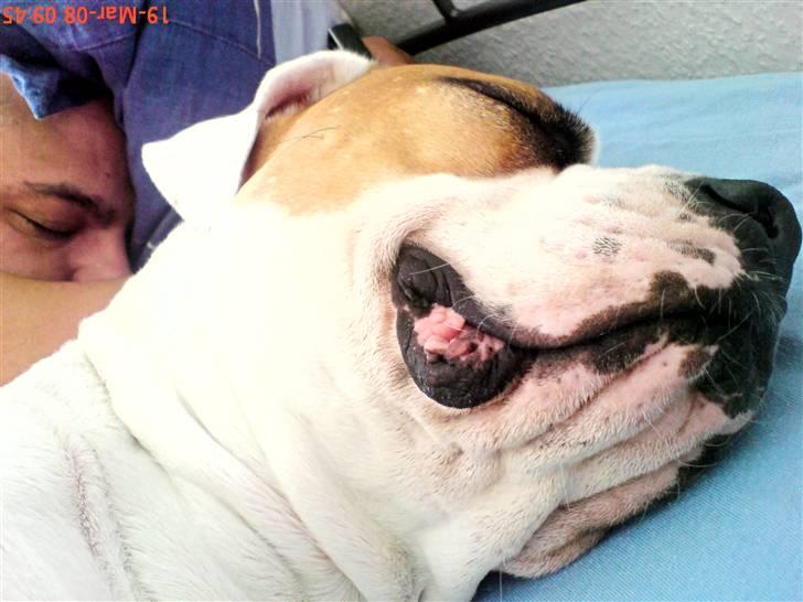 Amerikansk bulldog holmegaards Bull red hot nugga billede 13