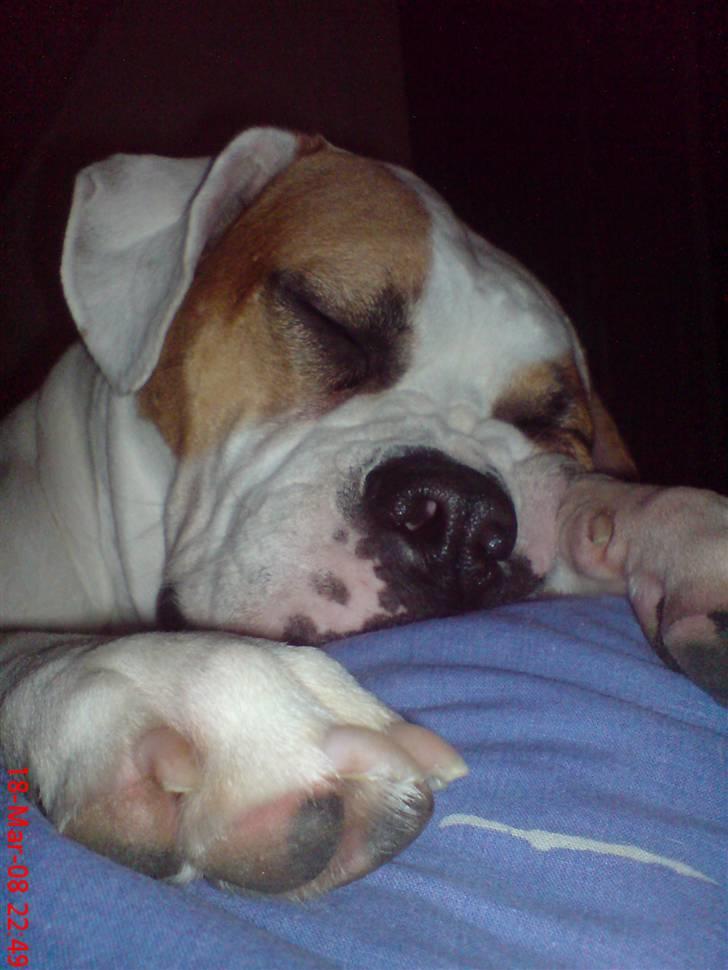 Amerikansk bulldog holmegaards Bull red hot nugga billede 14