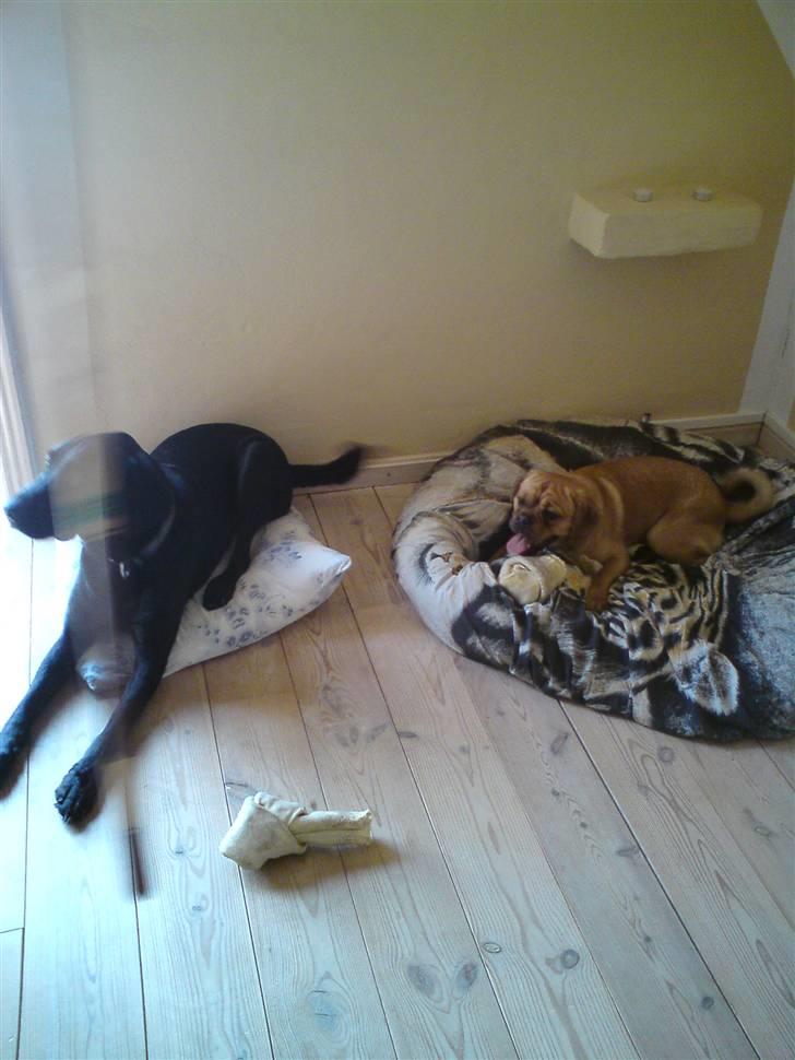 Blanding af racer Louis - Min bedste ven Basse & jeg. Selvfølgelig skal jeg ligge på den store dejlige seng, og Basse må nøjedes med den lille hovedpude :D billede 15