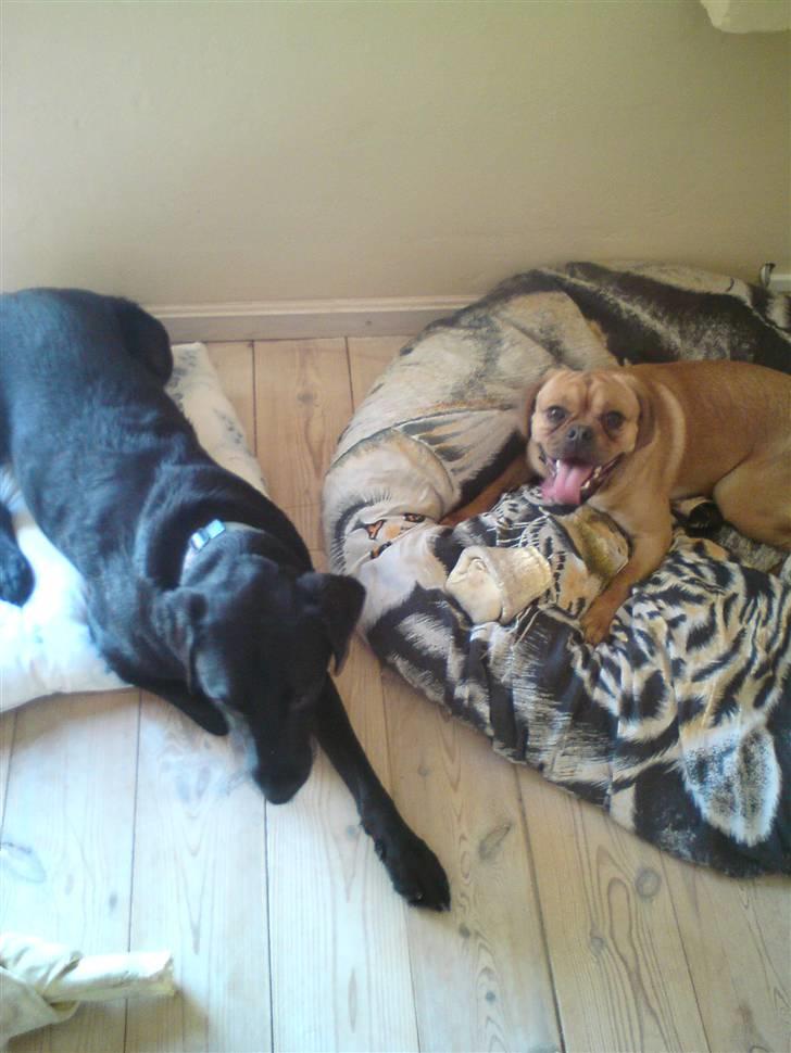 Blanding af racer Louis - Min bedste ven Basse & jeg :) billede 16