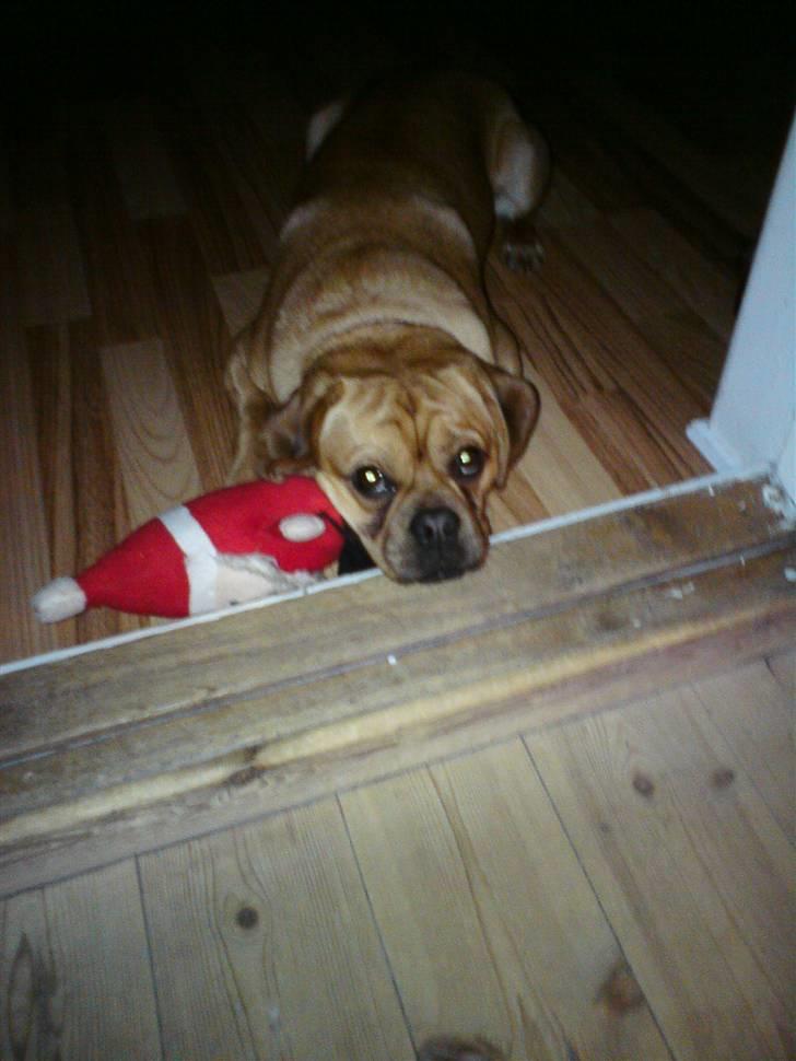 Blanding af racer Louis - Jeg har ikke taget nissen? Den kom bare helt af sig selv?? billede 17