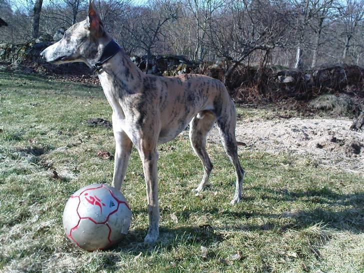 Whippet Flying Dutchmand - Gelly billede 10