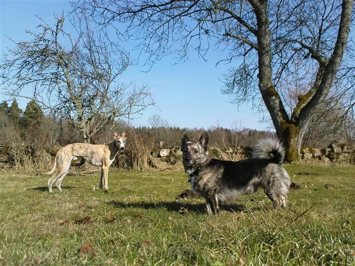 Whippet Flying Dutchmand - Gelly - Pingo leder Gelly - indtil videre. billede 11