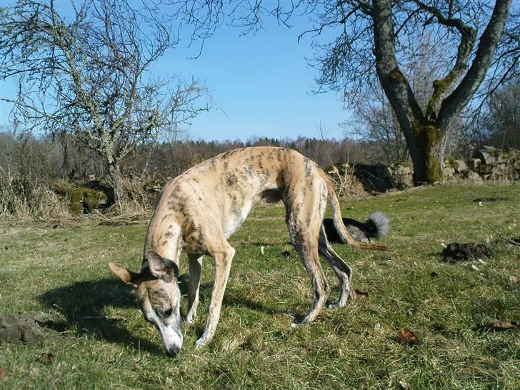 Whippet Flying Dutchmand - Gelly billede 12