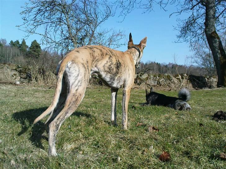 Whippet Flying Dutchmand - Gelly billede 13