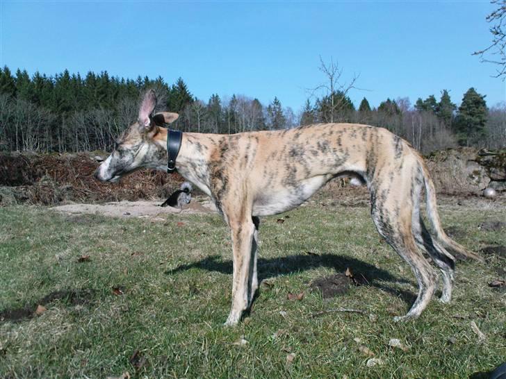 Whippet Flying Dutchmand - Gelly billede 14