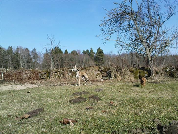 Whippet Flying Dutchmand - Gelly billede 15