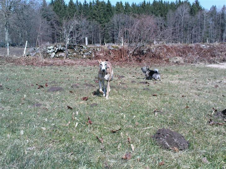 Whippet Flying Dutchmand - Gelly billede 16