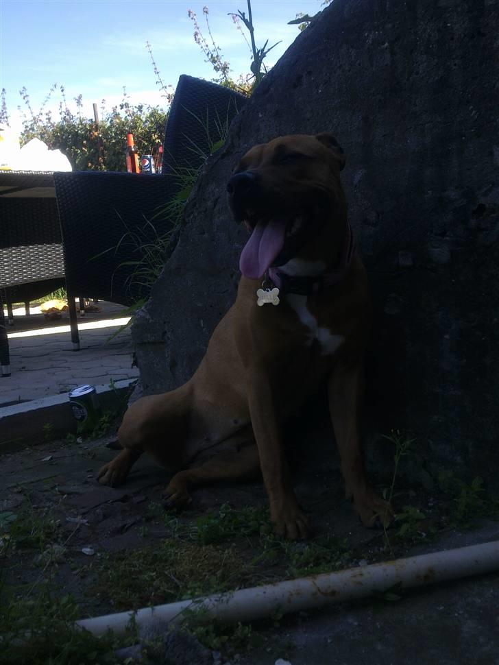 Amerikansk staffordshire terrier Mille billede 6