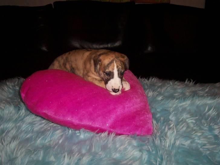 Whippet Flying Dutchmand - Gelly - Lille bebs-Gelly billede 17