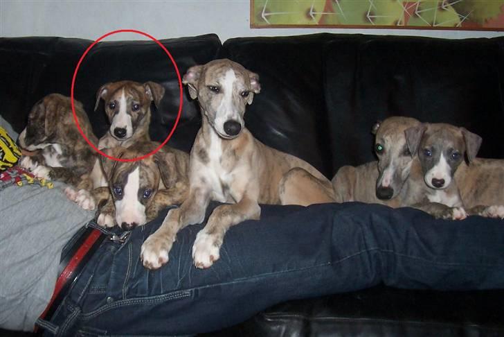 Whippet Flying Dutchmand - Gelly - Gellys blod famile. Mor Erna og søskende.  billede 18